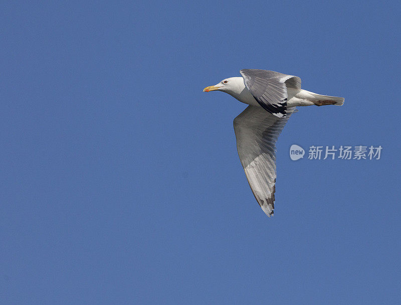 An adult Caspian Gull, Larus cachinnans, ibn flight against a clear, blue sky.